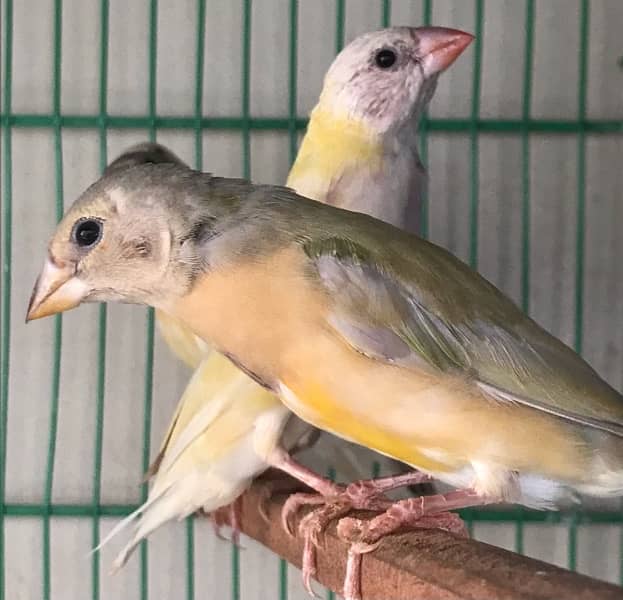 Lady Gouldian Pairs for sale 7