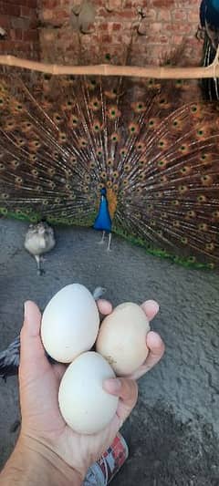 Fresh Fertile Peacocks Eggs Moor k ande