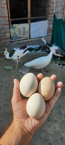 Fresh Fertile Peacocks Eggs Moor k ande 2