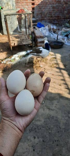 Fresh Fertile Peacocks Eggs Moor k ande 3