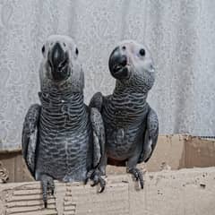Grey Parrot Self Chicks 0