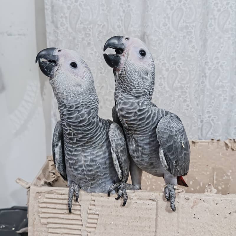 Grey Parrot Self Chicks 1