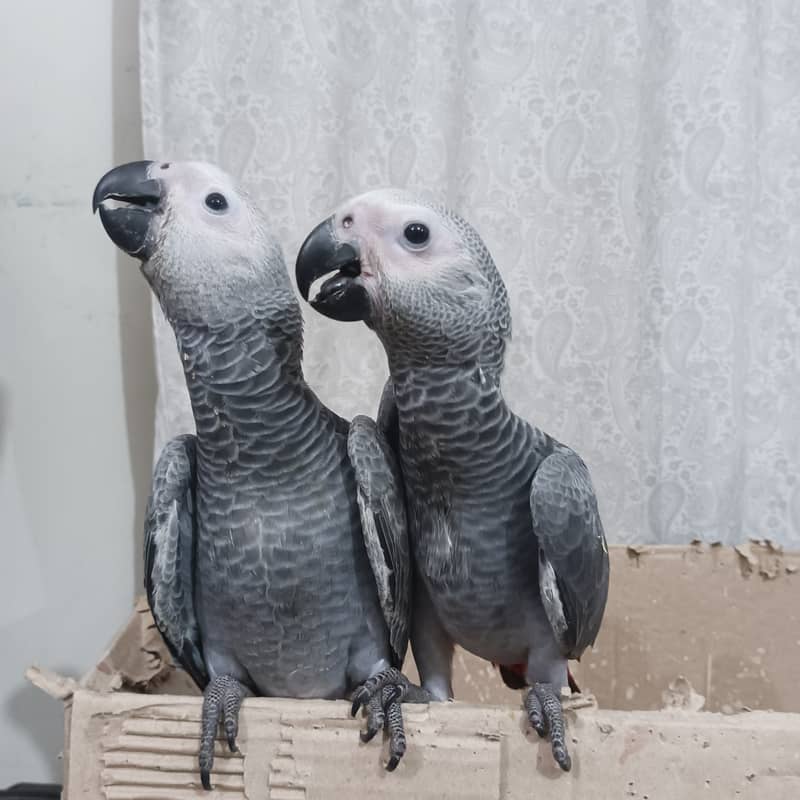 Grey Parrot Self Chicks 2