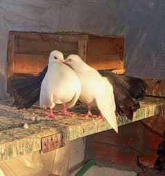 blacktail pigeon pair black tail kabooter Pair breeder
