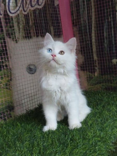 Persian kittens available for sale 0