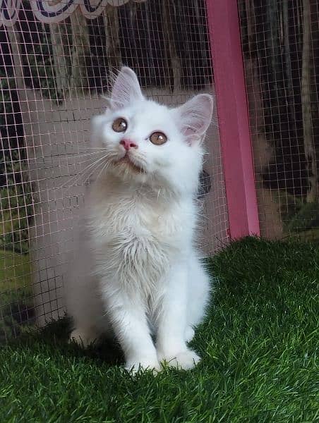 Turkish angora kittens available for sale 0