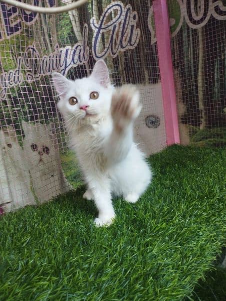 Turkish angora kittens available for sale 1