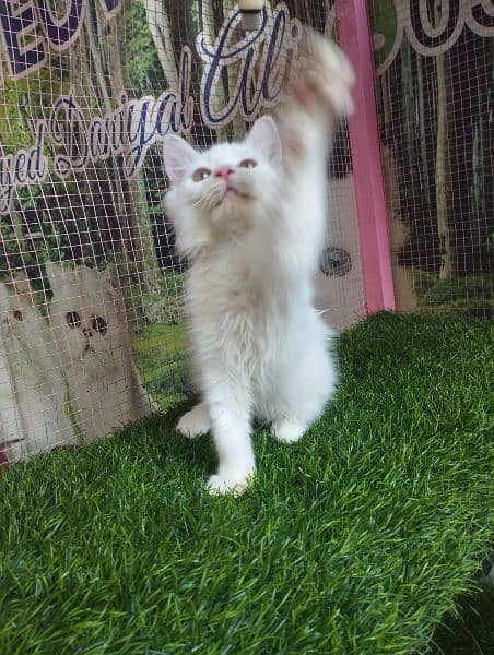Turkish angora kittens available for sale 3