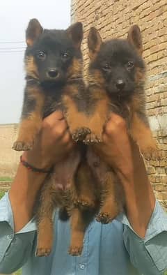 pGerman Shepherd double coat pair | German Shepherd Puppies For Sale