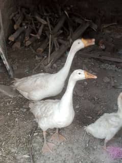 ful size big ducks breeder pair