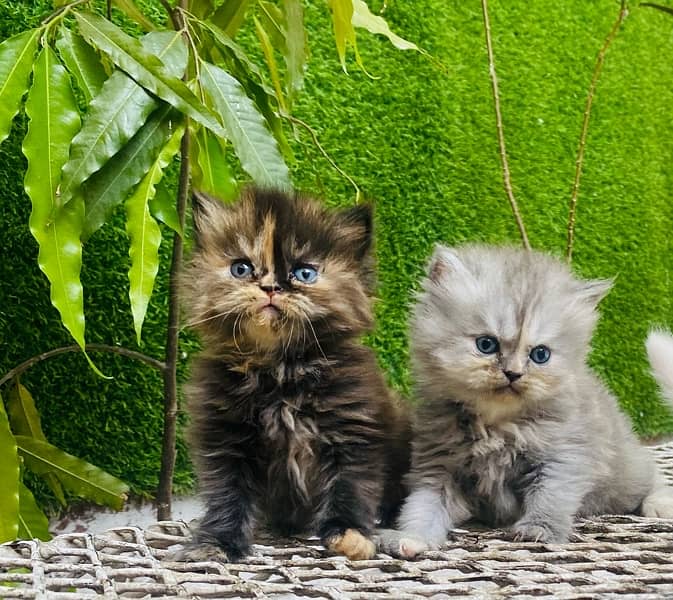 Persian kittens 7