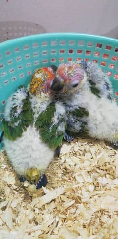 Sunconure Chicks