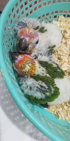 Sunconure Chicks 1