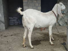 2 kids bakri goat for sale rajanpori  2 kids post edit