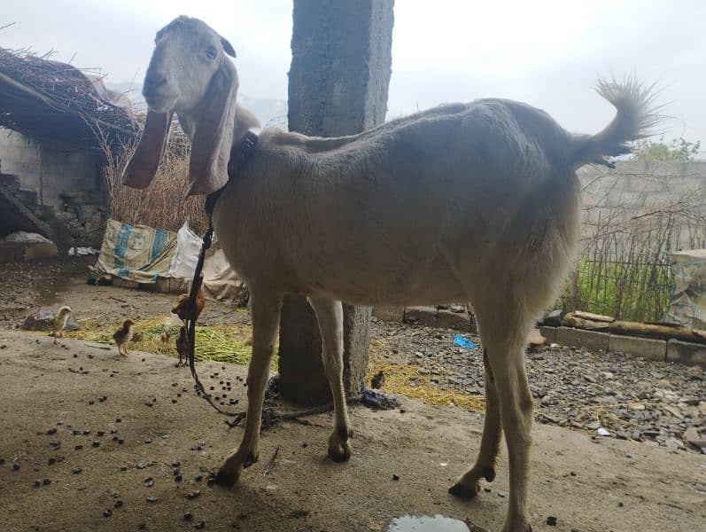 2 kids bakri goat for sale rajanpori  2 kids post edit 1
