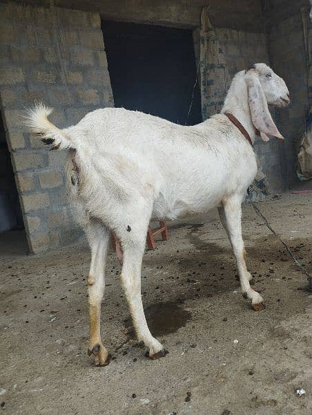 2 kids bakri goat for sale rajanpori  2 kids post edit 2