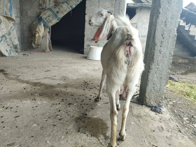 2 kids bakri goat for sale rajanpori  2 kids post edit 3