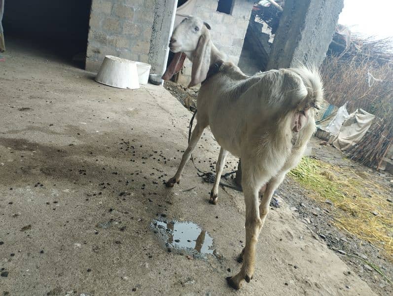 2 kids bakri goat for sale rajanpori  2 kids post edit 4