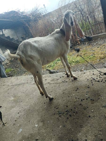 2 kids bakri goat for sale rajanpori  2 kids post edit 6