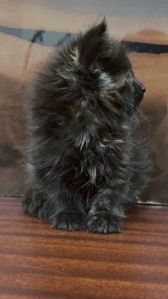 Persian kitten. Triple coated long hair . Punch face 1