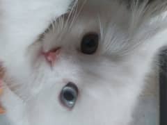 Persian kitten white 3 Coated 0
