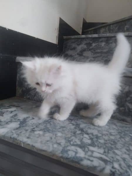 Persian kitten white 3 Coated 1