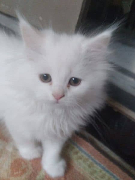 Persian kitten white 3 Coated 3