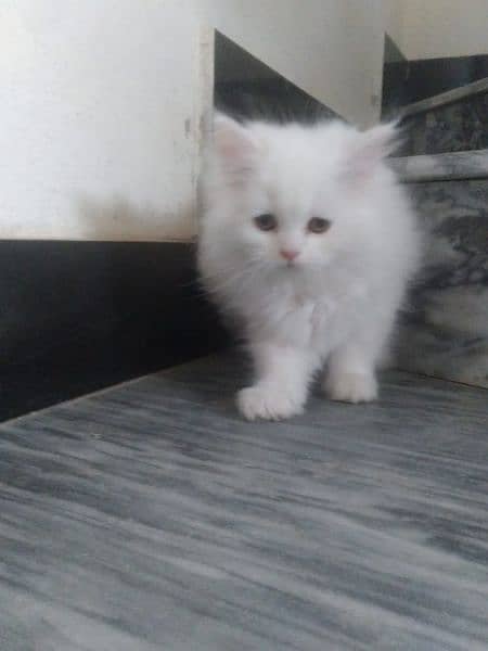 Persian kitten white 3 Coated 4