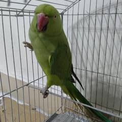 Female Parrot For sale