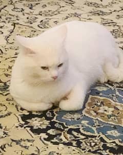 White Persian cat