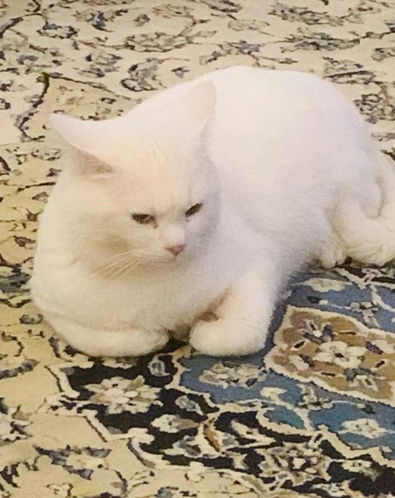 White Persian cat 0