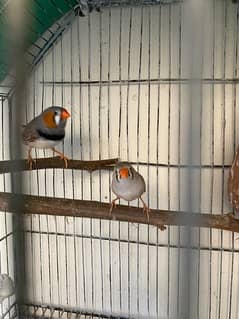 Zebra Finch Pair for sale with chicks 0