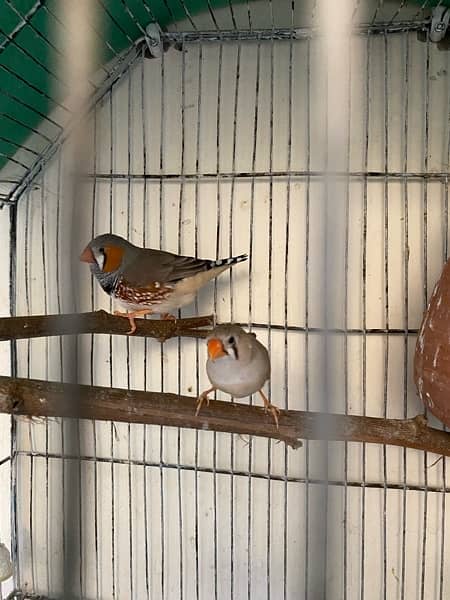 Zebra Finch Pair for sale with chicks 1