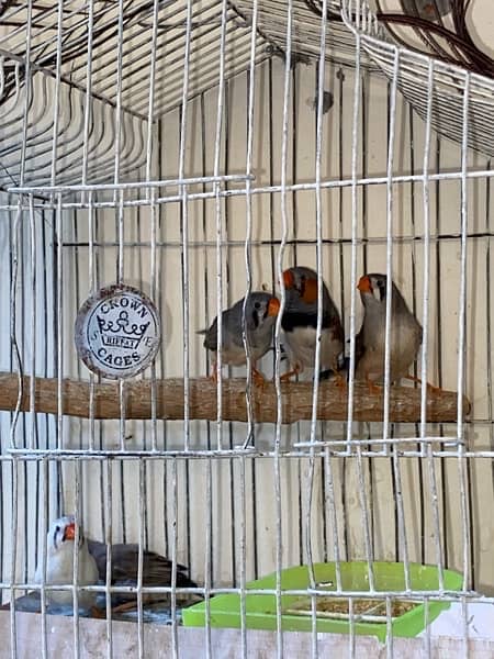 Zebra Finch Pair for sale with chicks 3
