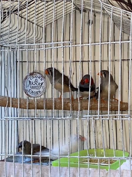 Zebra Finch Pair for sale with chicks 4
