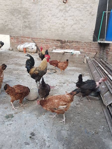 Pure desi roosters hens and desi eggs 4