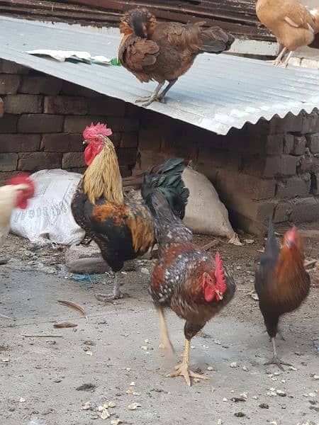 Pure desi roosters hens and desi eggs 6