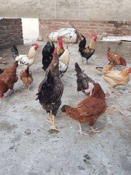 Pure desi roosters hens and desi eggs 7