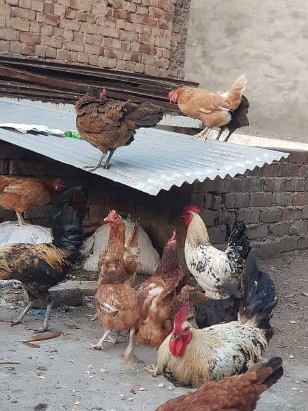 Pure desi roosters hens and desi eggs 8