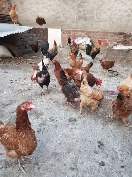 Pure desi roosters hens and desi eggs 9