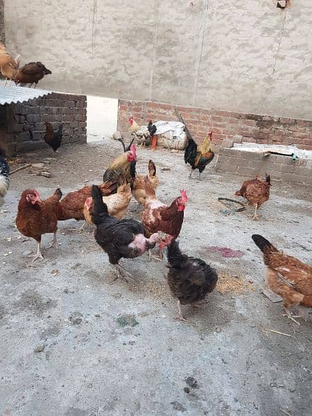 Pure desi roosters hens and desi eggs 10