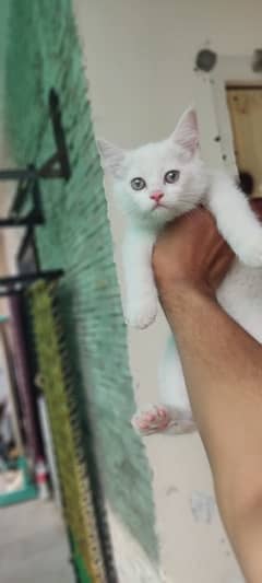 persian Kitten For sale.