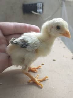 Aseel chicks 0