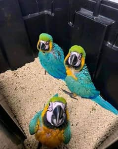 blue macaw parrot chicks for sale 03218769078