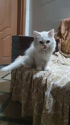 Persian cat white for sale