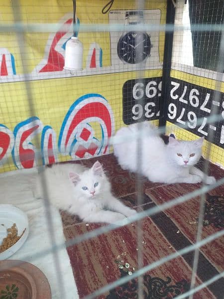 Two persian cats long coat (one breader and one kitten) 1