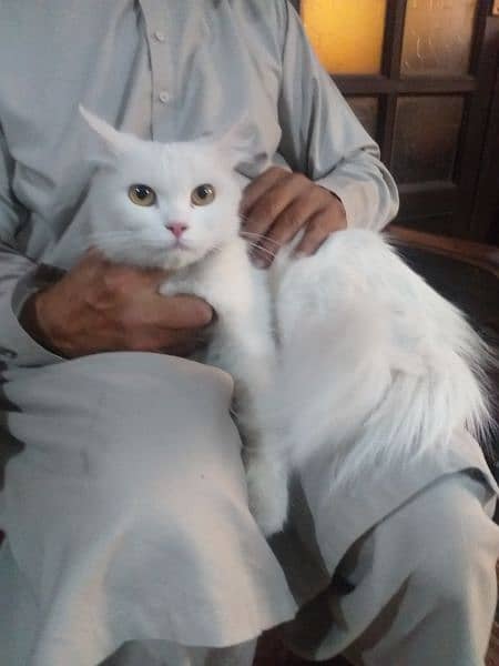 Two persian cats long coat (one breader and one kitten) 2
