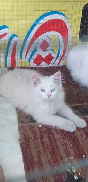 Two persian cats long coat (one breader and one kitten) 3