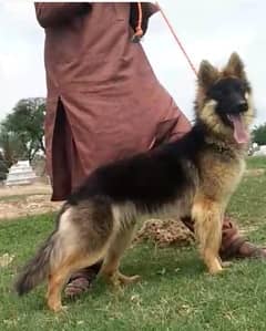 German Shepard dubal Cout mail 5 mahnt for sale