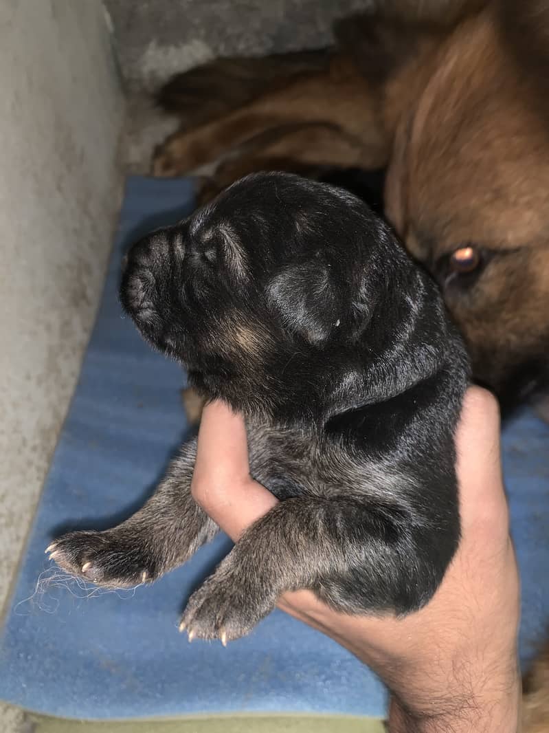 GSD long coat pedigree puppies for sale 5